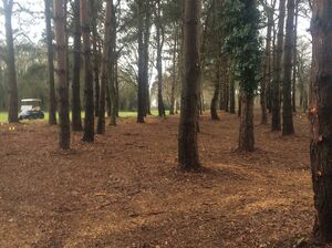 14th Copse Finished